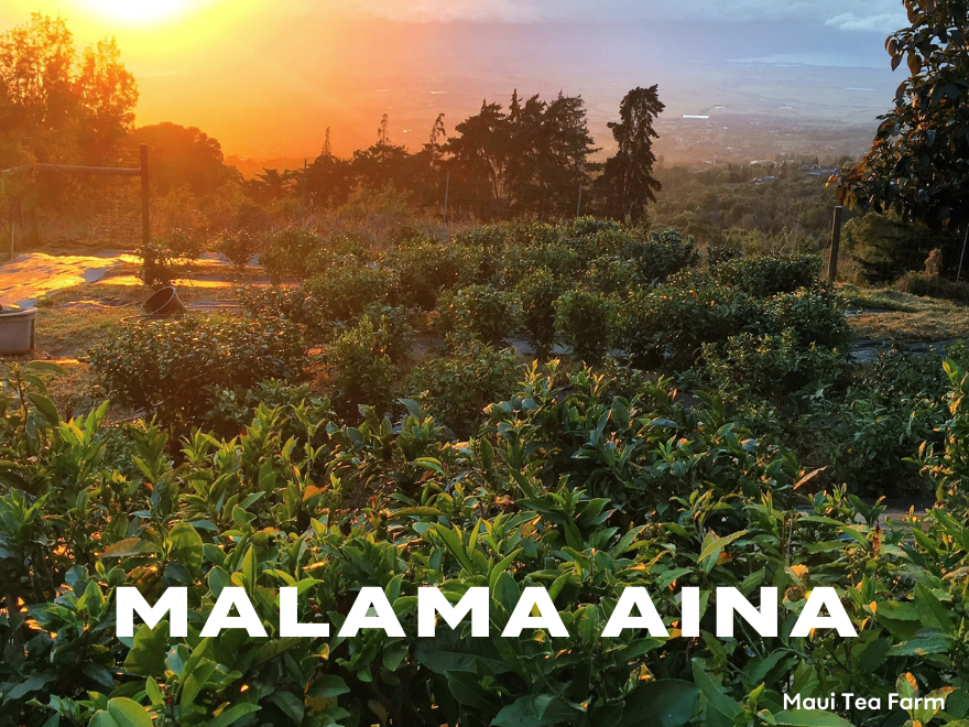sustainable ingredients malama aina sustainable agriculture