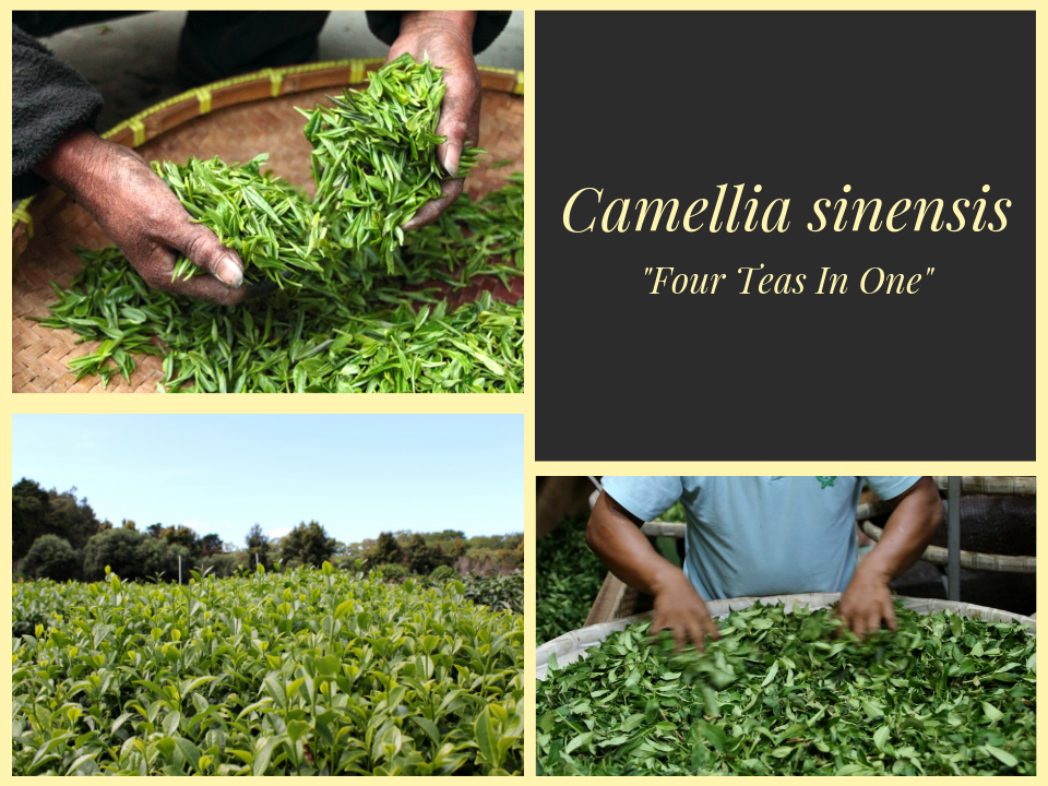 Camellia Sinensis - Four Teas in One