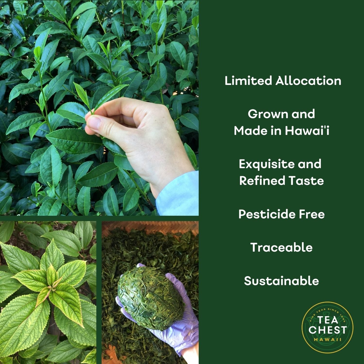 A'a Black - Some of the Finest Tea in the World