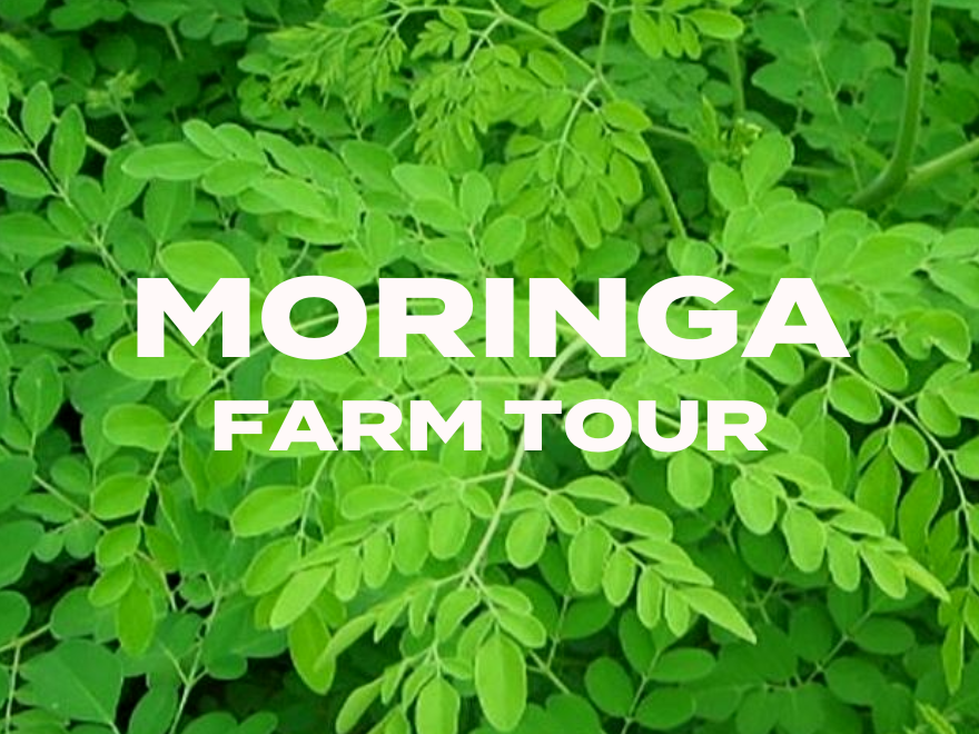 Moringa Benefits