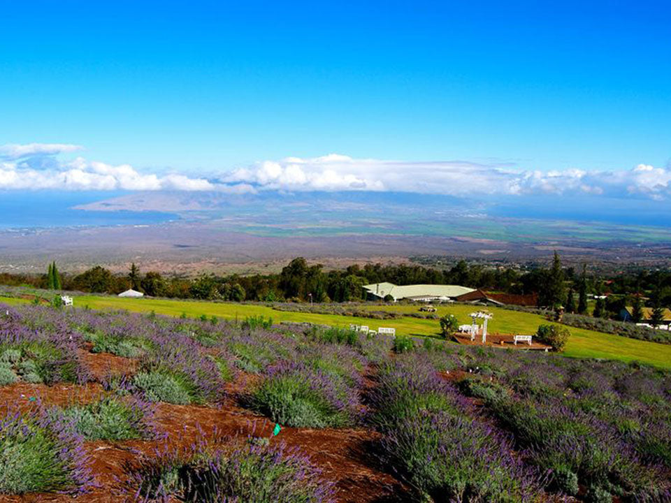 Lavender Luxe | Maui Earl Grey Inspiration