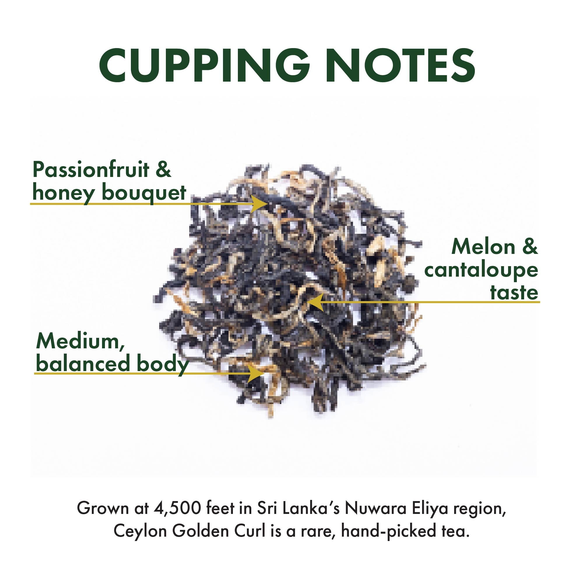 Ceylon Golden Curl