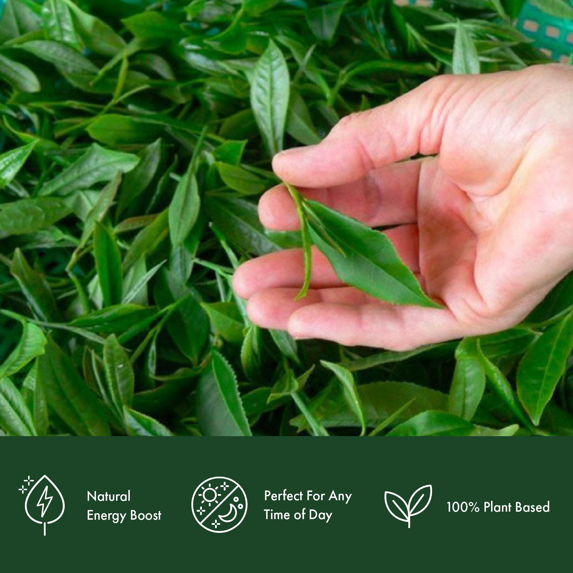 A'a Black - Some of the Finest Tea in the World